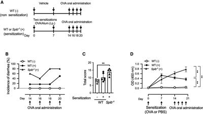 Spi-B alleviates food allergy by securing mucosal barrier and immune tolerance in the intestine